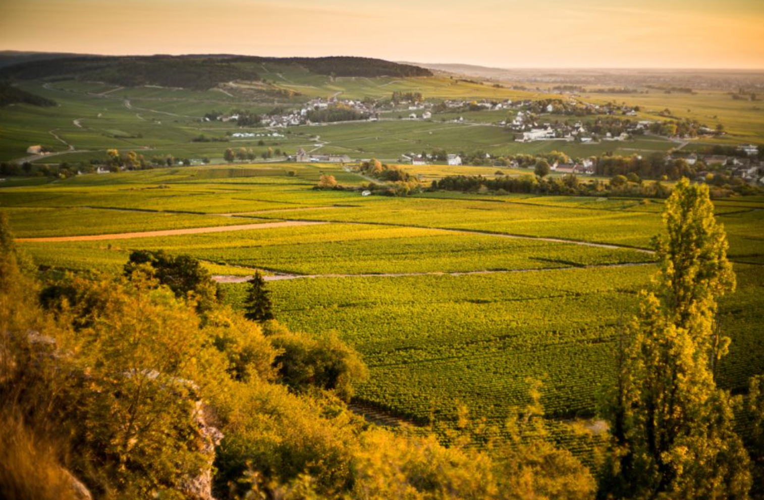 Burgundy's Brightest Whites: Cool Climate Only @ College Ave. Friday, July 25th