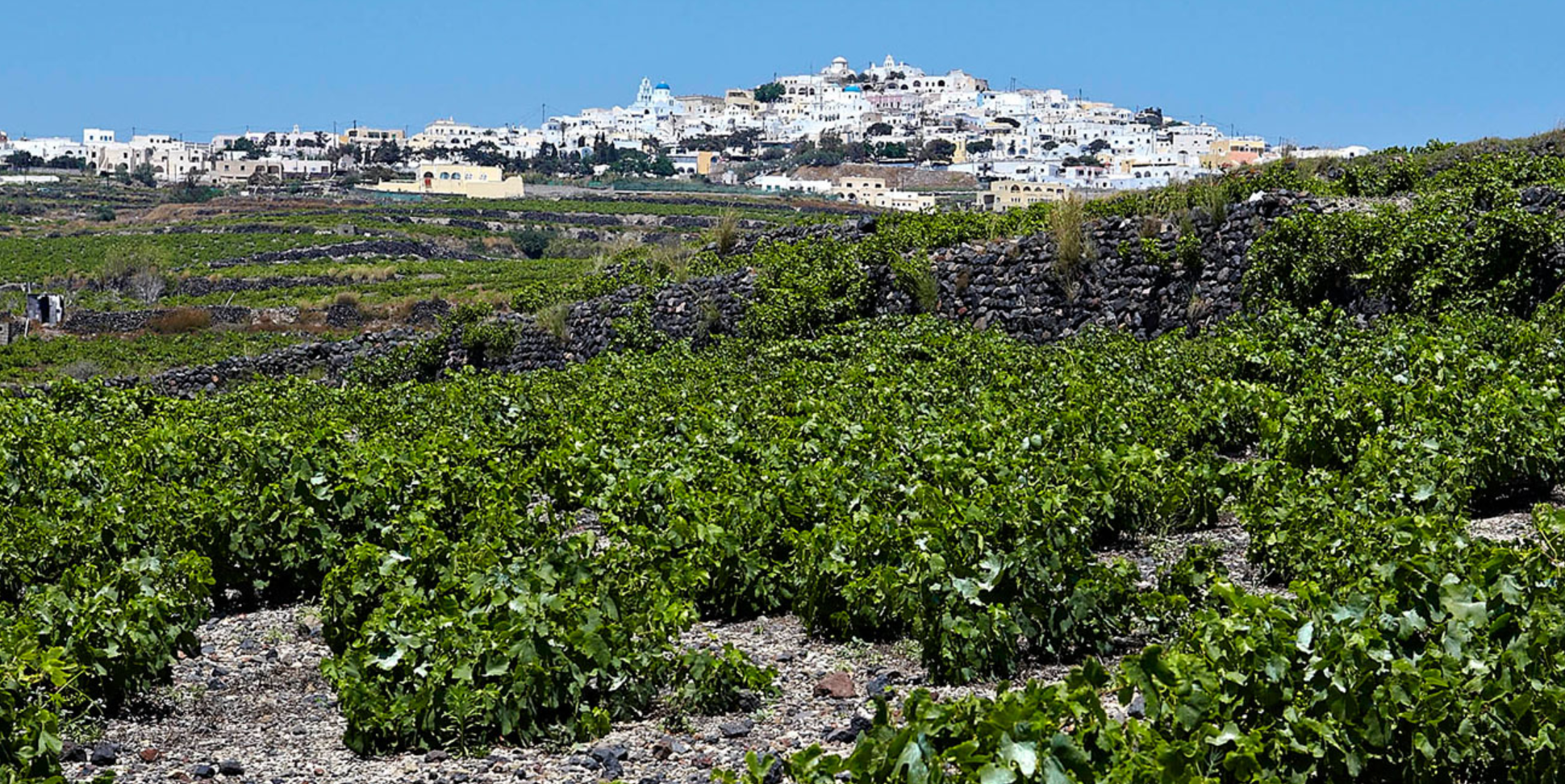 Artemis Karamolegos @ Solano Cellars February 22nd