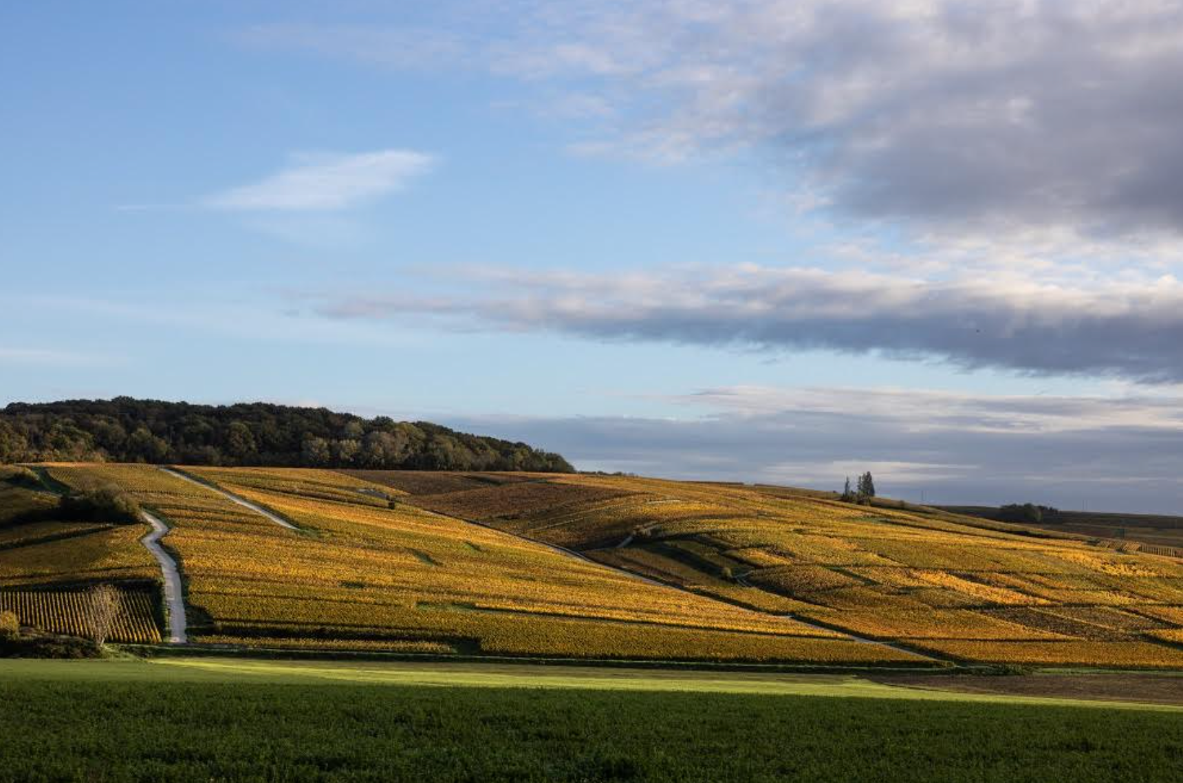 Champagne Seminar & Tasting w/ Delphine Laborde @ Vine St. Saturday, October 11
