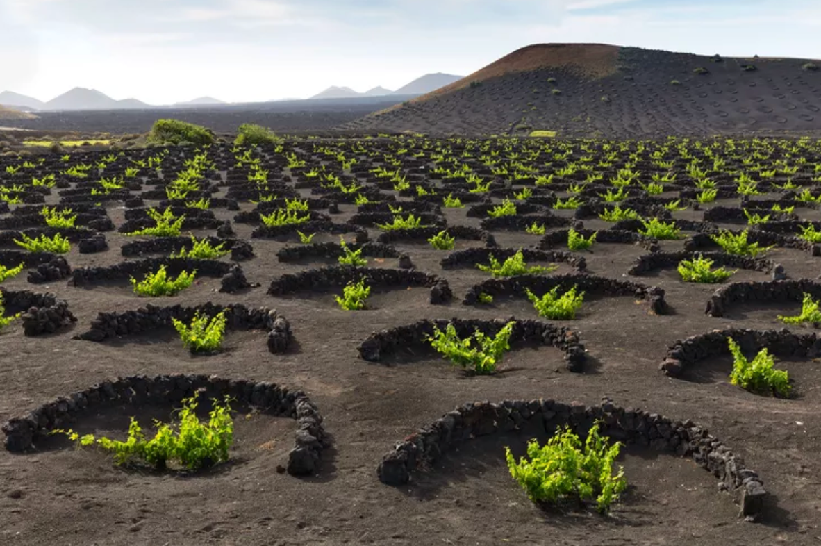 Wines of the Canary Islands @ Vine St. Friday, June 12th