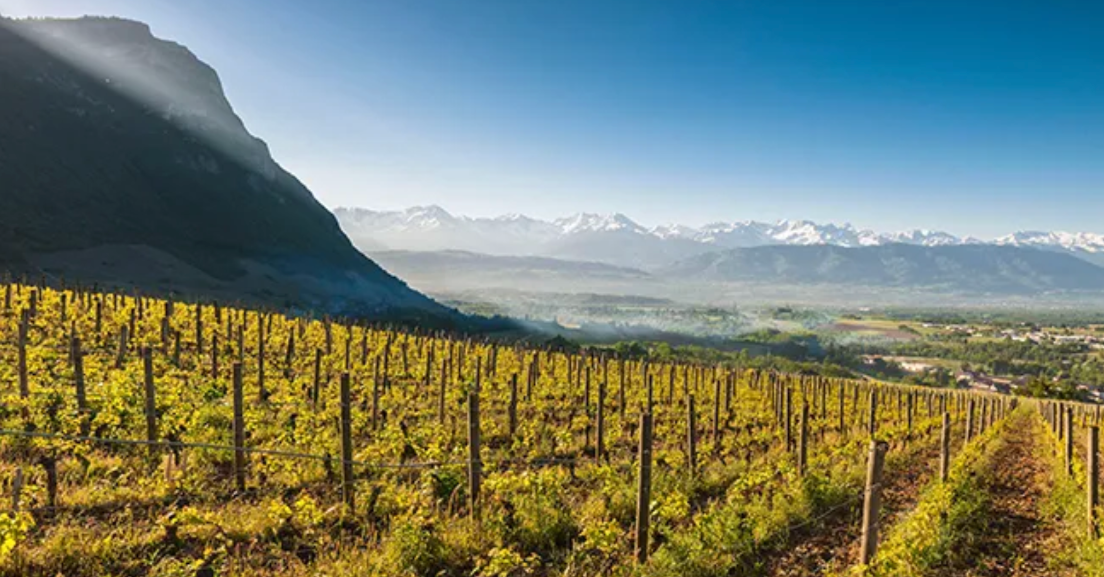 Oregon vs. Savoie with G. Montot Imports @ College Ave. Thursday, June 25th