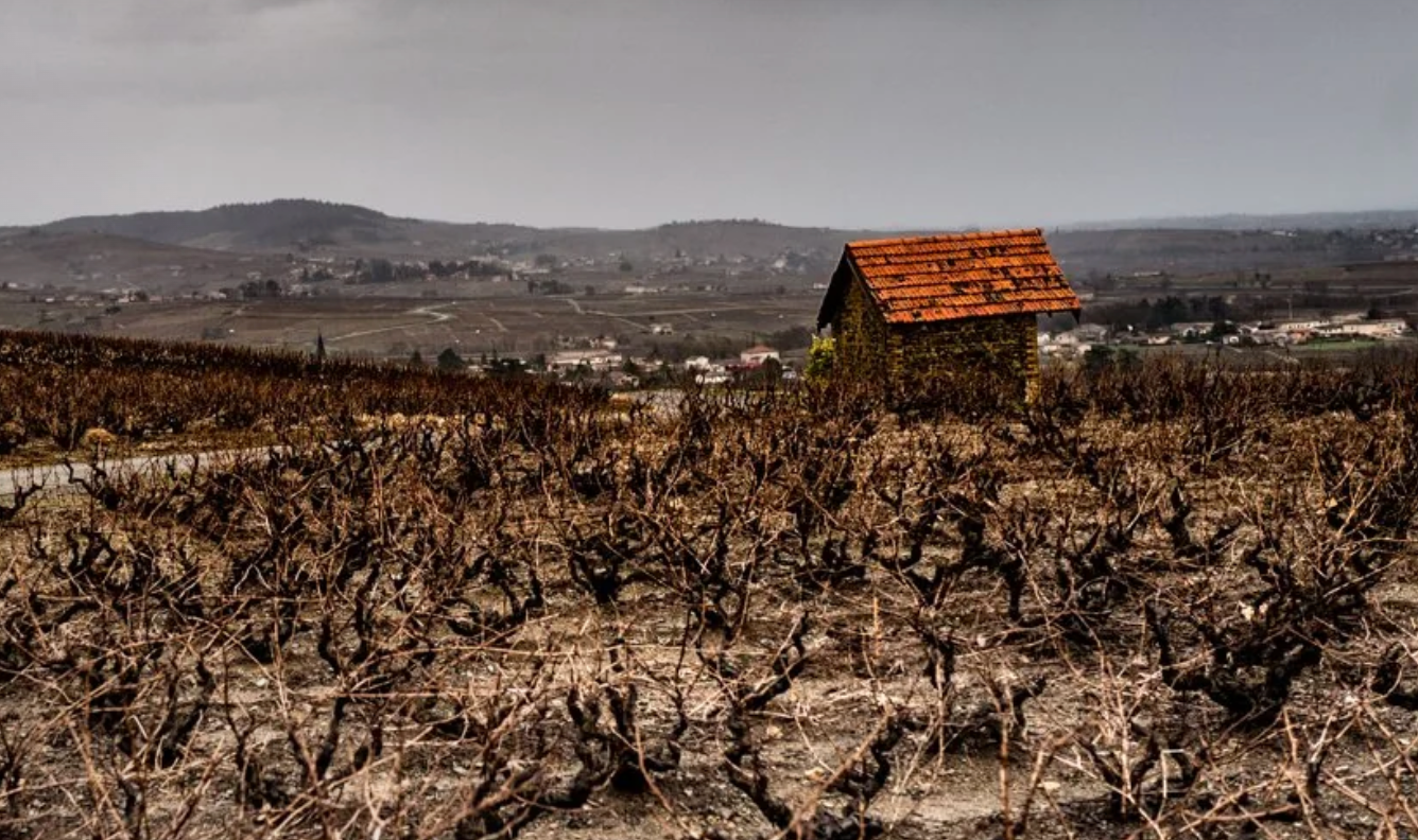 Beaujolais Powerhouse: Domaine Chapel @ Solano Cellars Saturday, March 1st