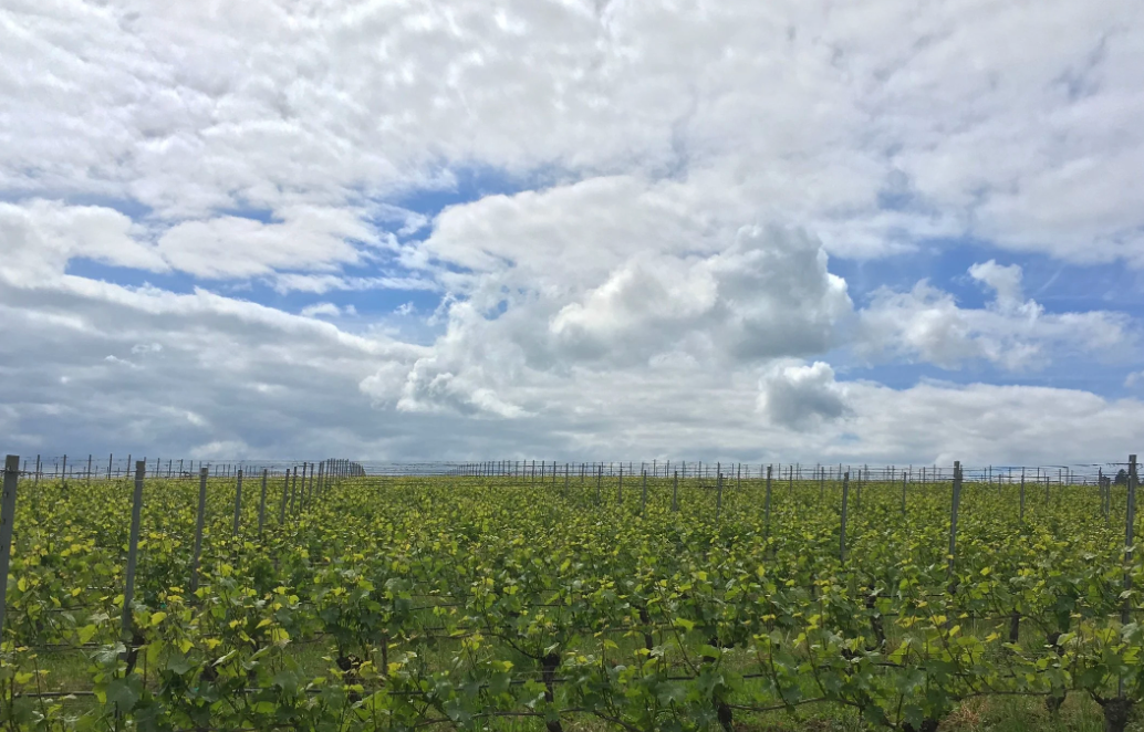 Goodfellow: The Best of the Willamette Valley @ Solano Cellars, Friday, November 21st