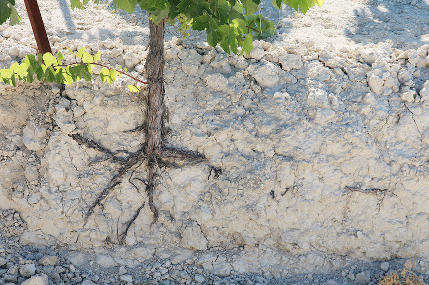 Soil Study @ Solano Cellars Friday, April 24th