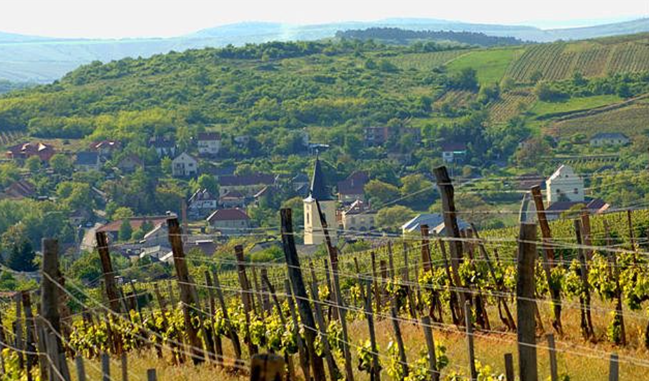 Wines of Hungary with Danch & Granger @ College Ave. Thursday, August 13th