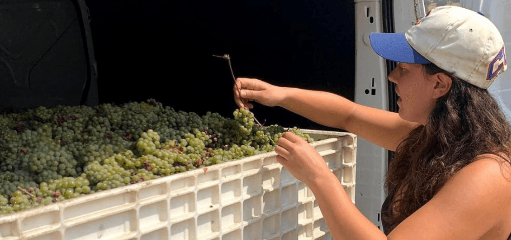 Disco Lemonade! July 31st at Vine St. - Vintage Berkeley