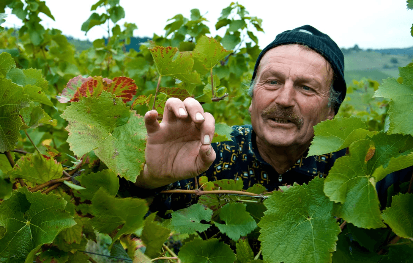 Hofgut Falkenstein Riesling Tasting @ Elmwood November 11th - Vintage Berkeley