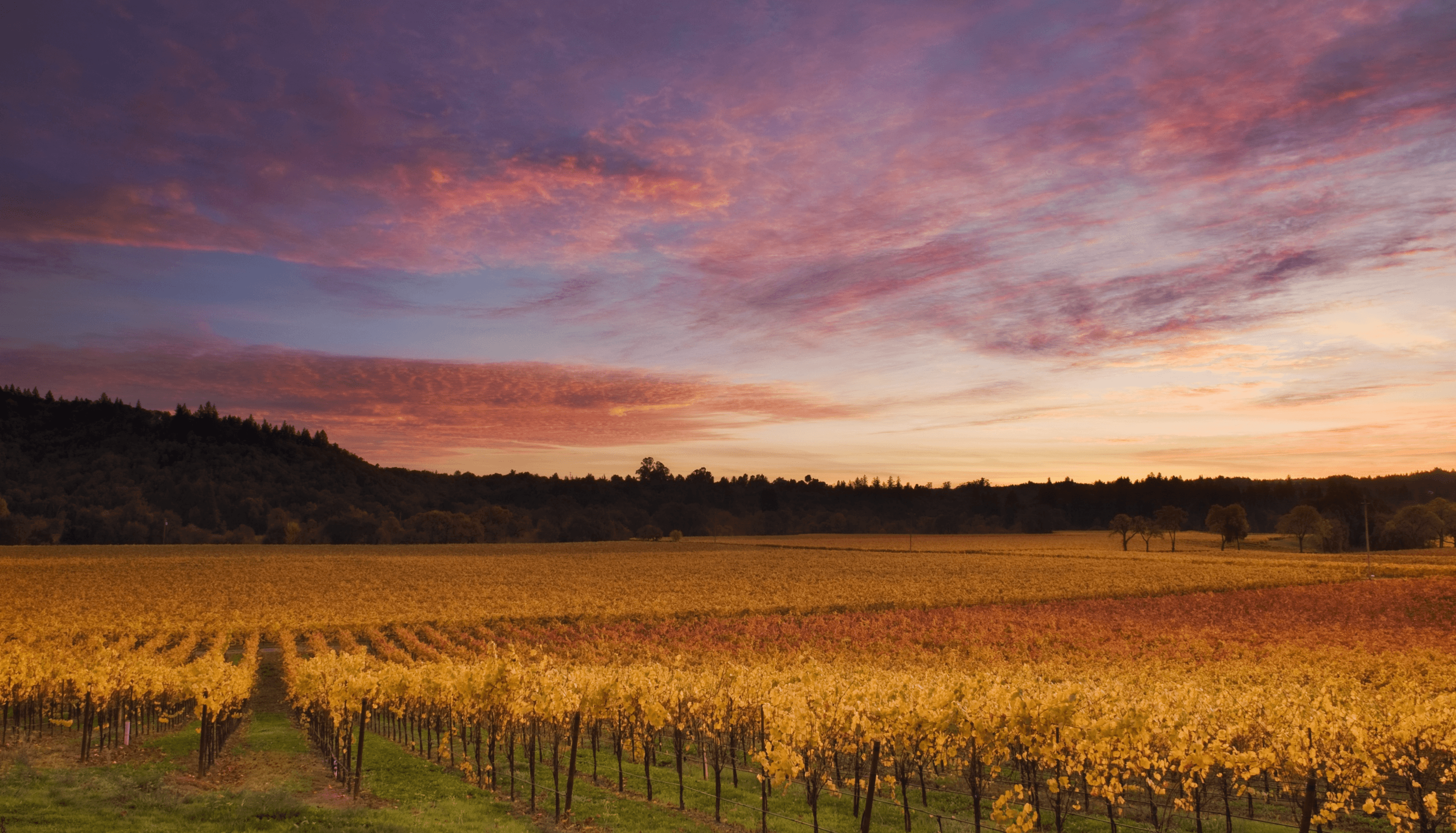 Old-School Russian River Cool - Vintage Berkeley