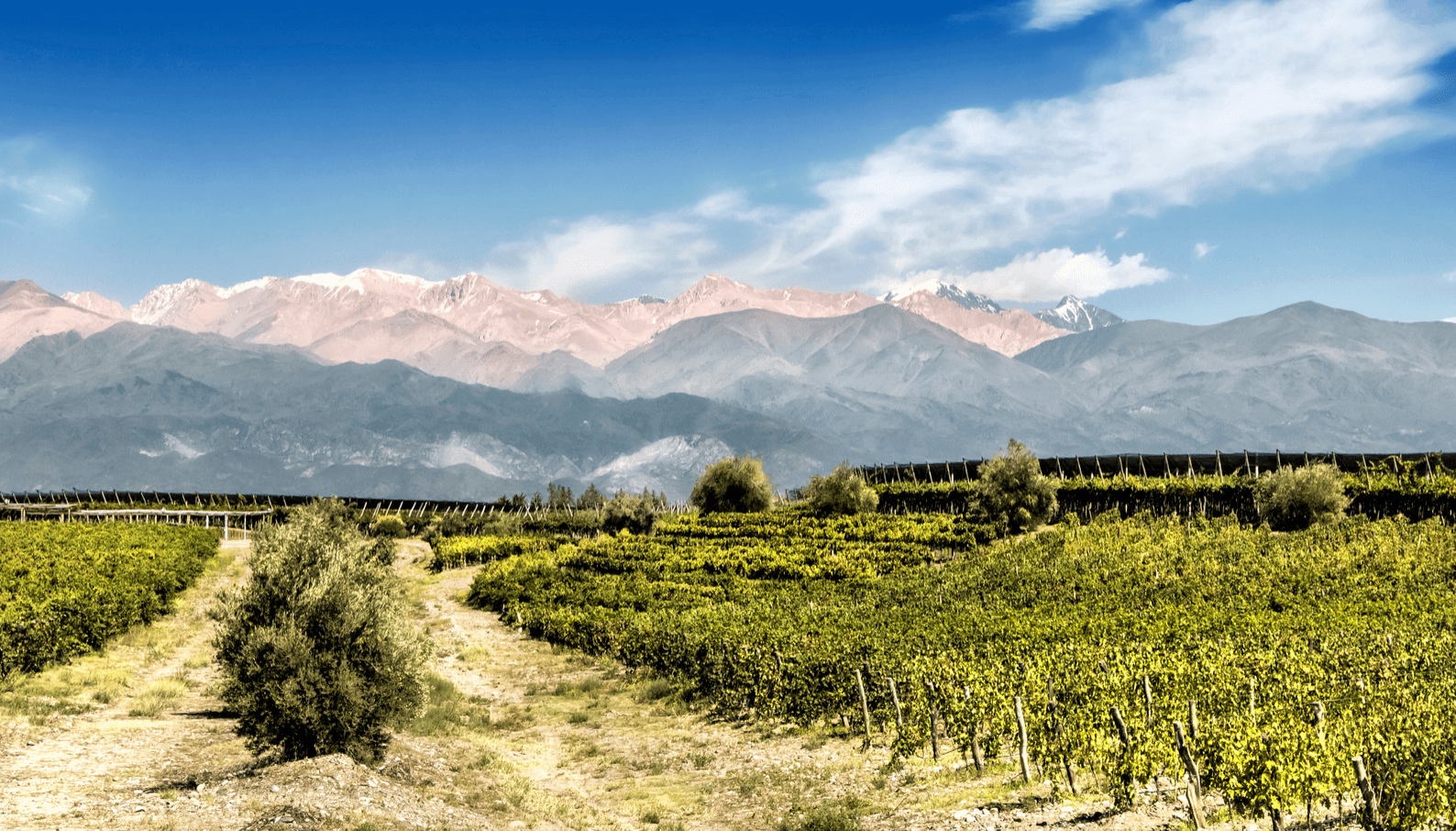South to the Future! Wine Tasting @ Elmwood March 9th - Vintage Berkeley