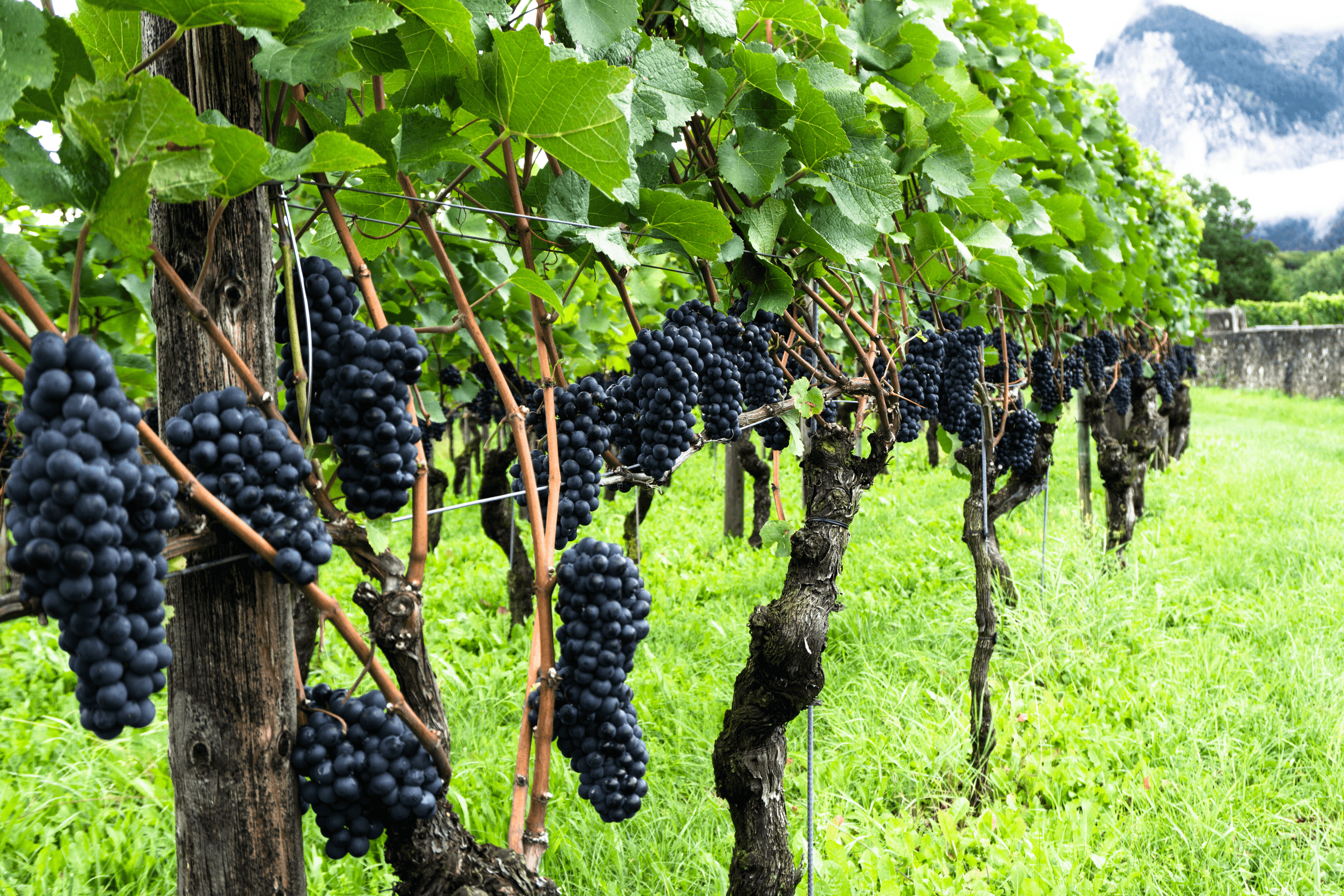 What About Pinot? - Vintage Berkeley