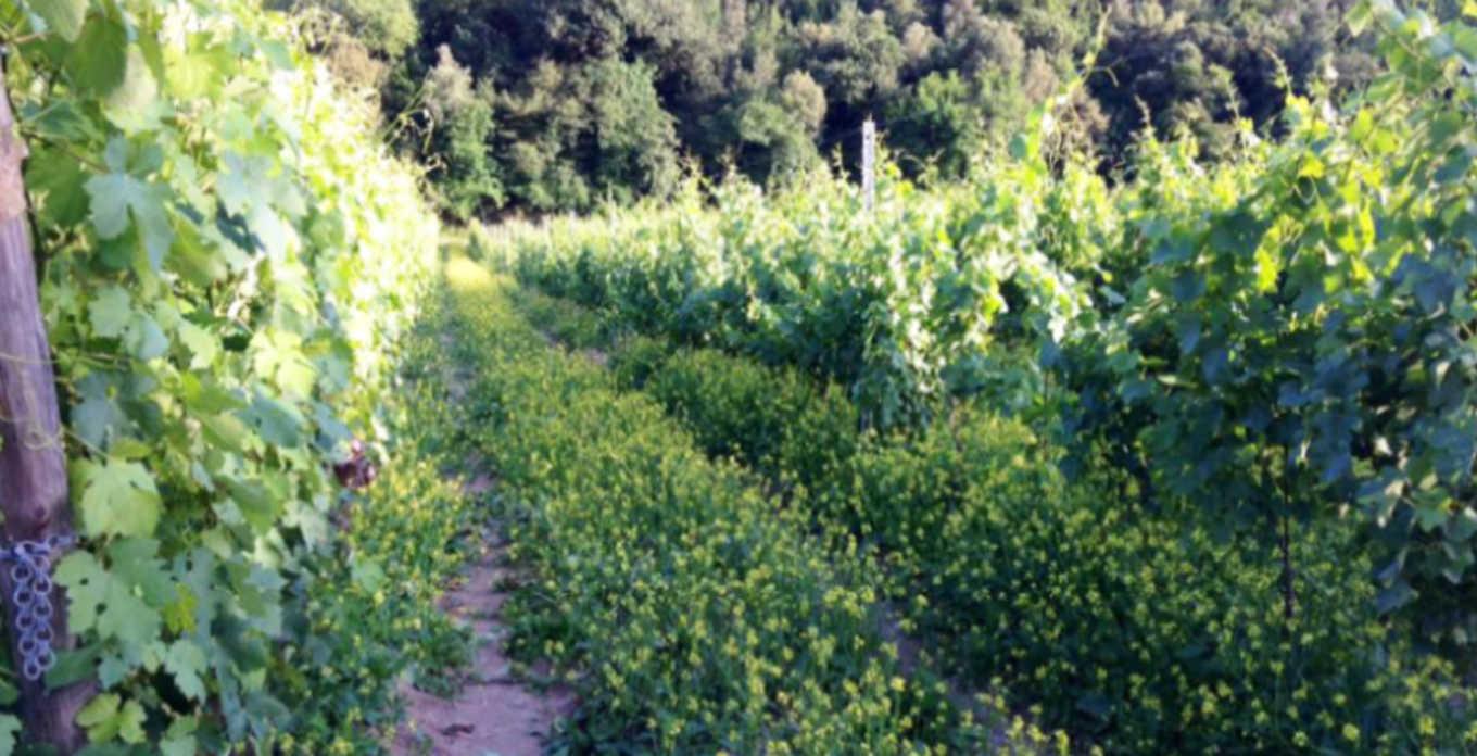 Wild, Wild Umbria. August 5th at Elmwood - Vintage Berkeley