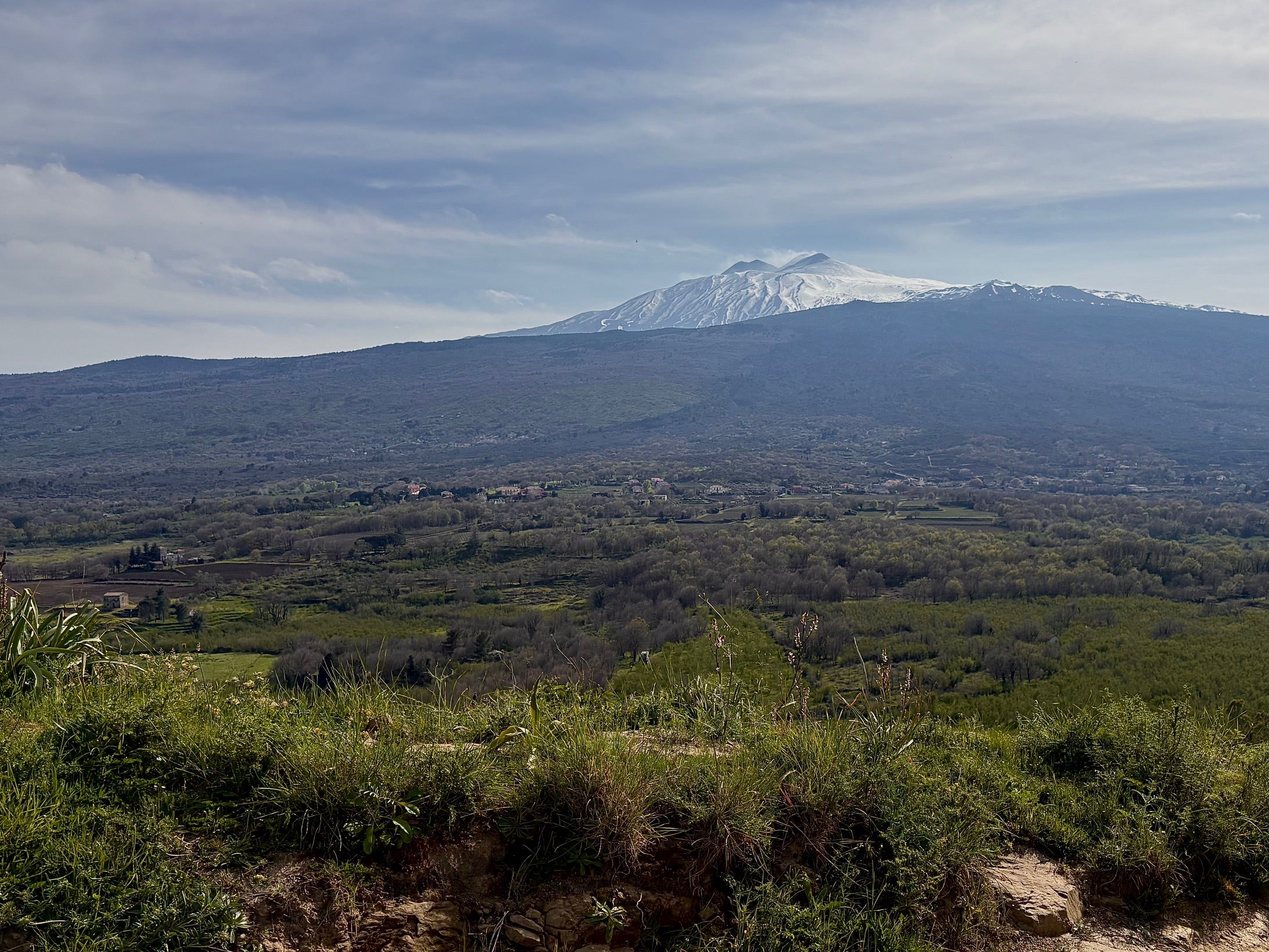 Wines of Sicily & the art of Fernanda Martinez @ Vine St. Friday, June 13th