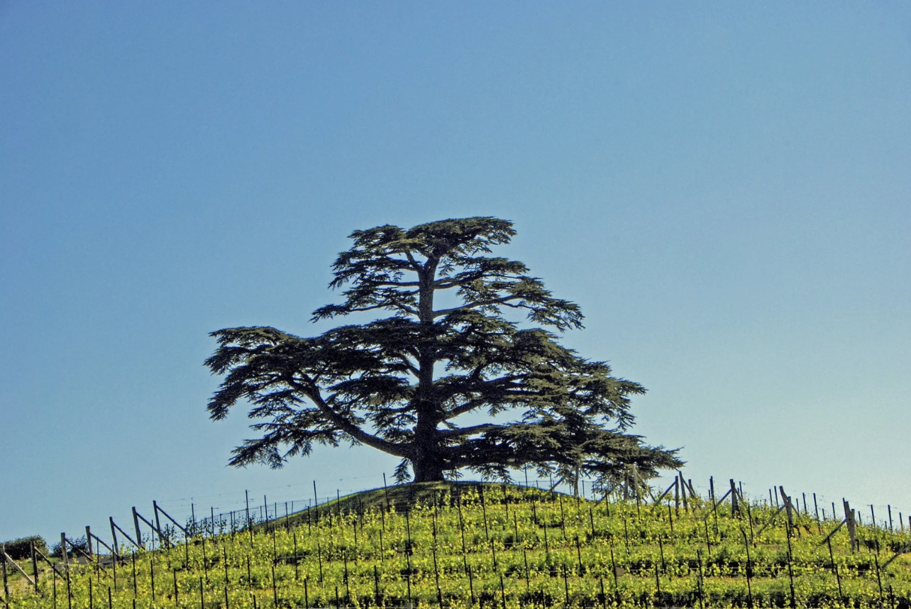 Lebanon: Ancient Roots, Modern Vibes @ College Ave. Thursday, June 26th