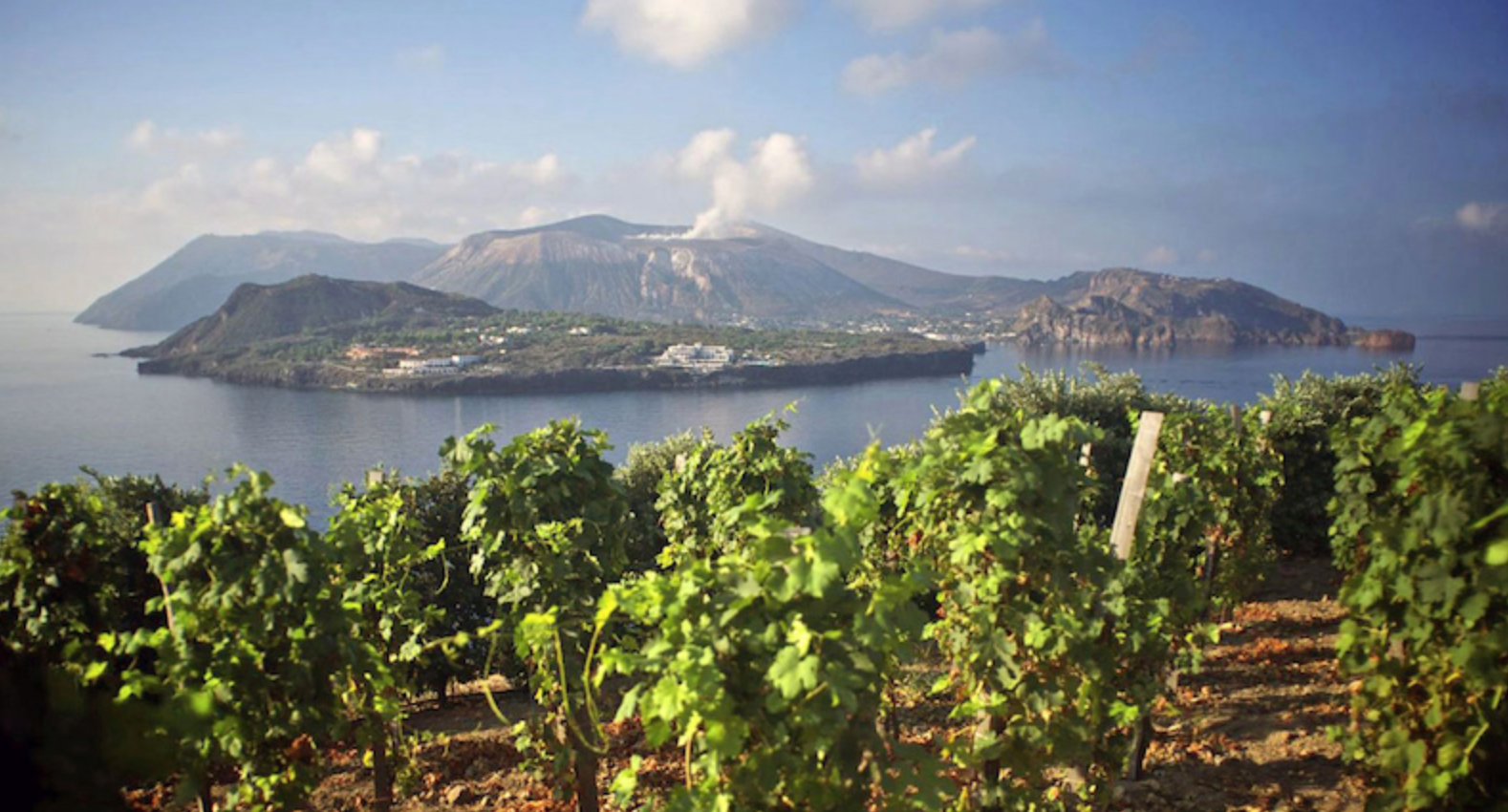 Wines of Sicily & the art of Fernanda Martinez @ Vine St. Friday, June 13th