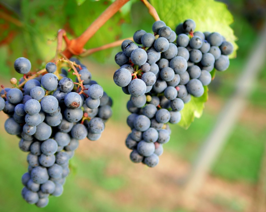 Pinot Noir: 5 Ways @ College Ave. Thursday, September 17th