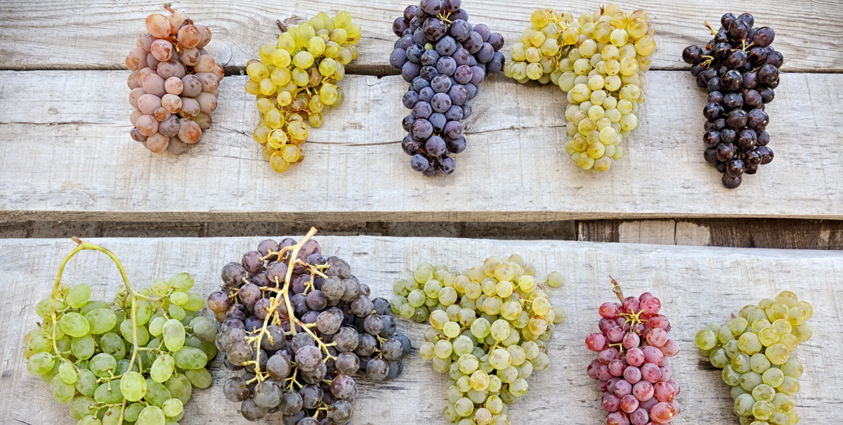 The Grapes Less Traveled: Rare Grape Varieties @ College Ave. Thursday, October 8th