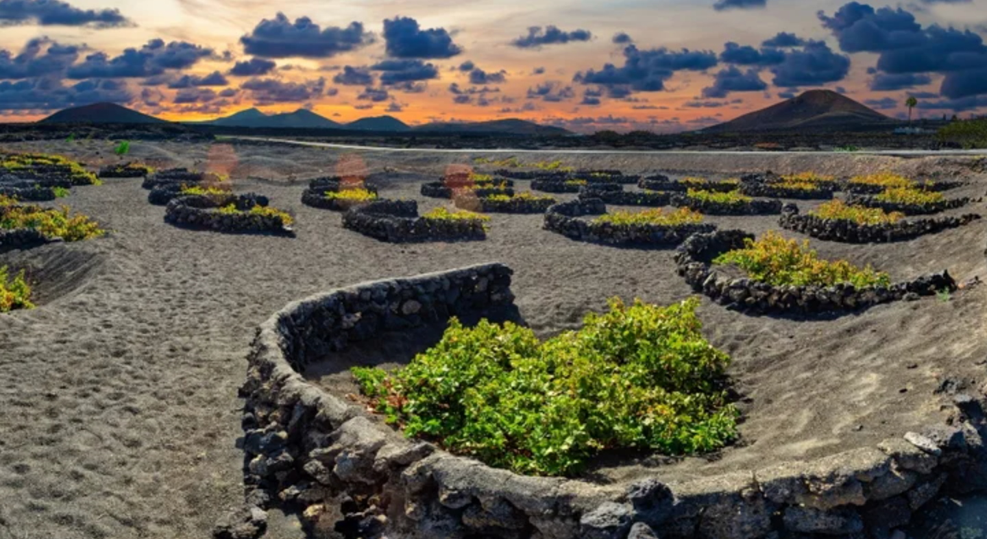 Canary Island Tasting w/ Suertes Del Marqués @ College Ave. Thursday, July 10th