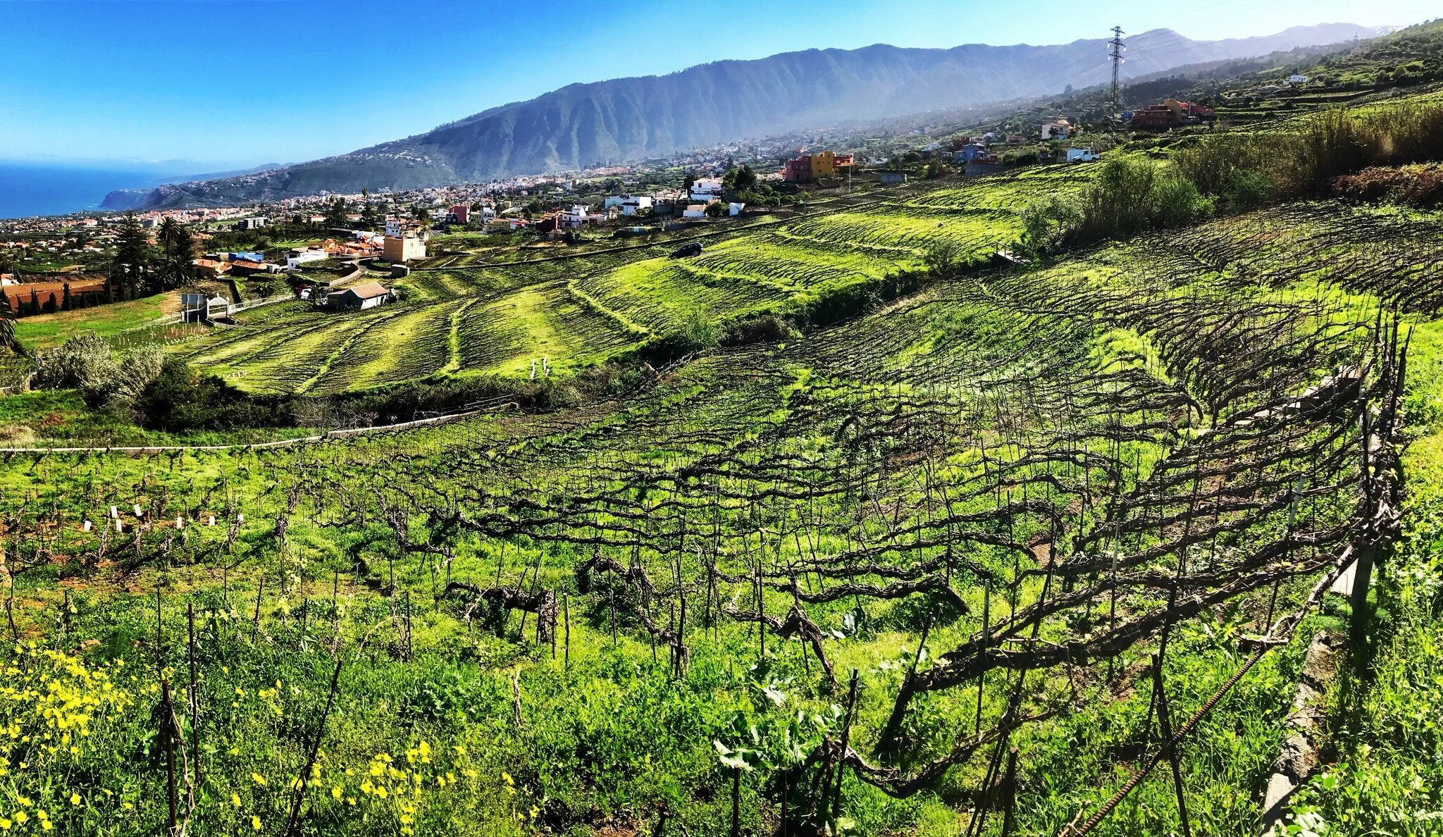 Canary Island Tasting w/ Suertes Del Marqués @ College Ave. Thursday, July 10th