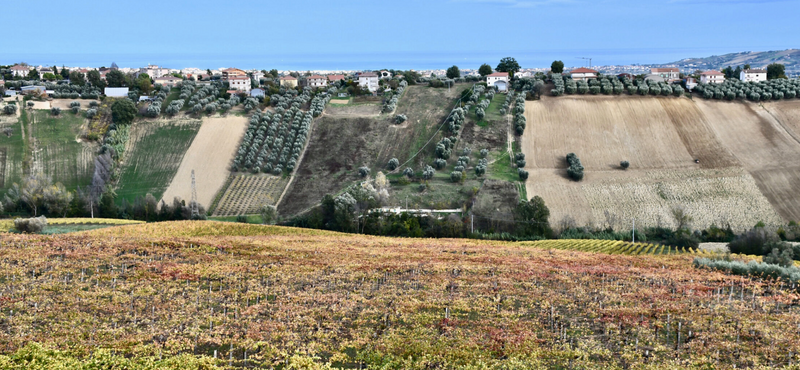 De Sterlich Abruzzese Wine Tasting @ College Ave November 9th