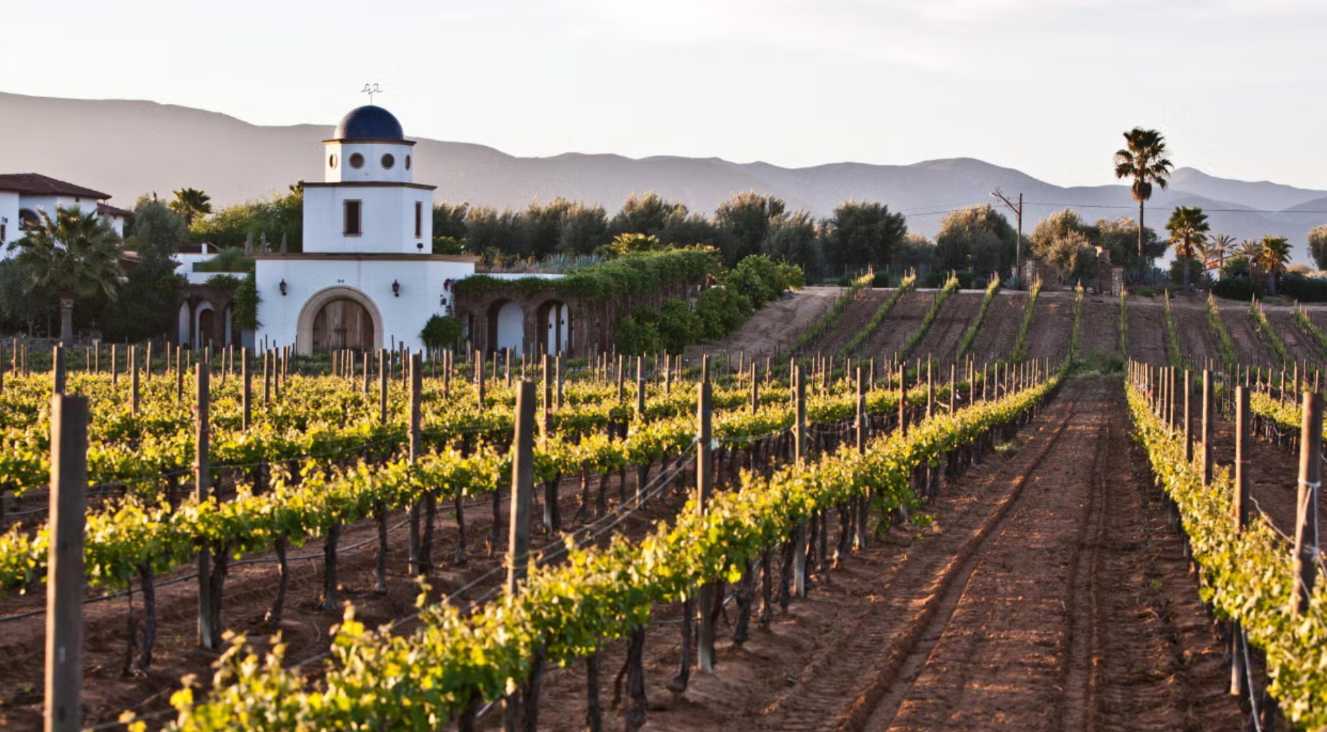 Baja: Mexican Wines @ Vine St. Friday, May 16th