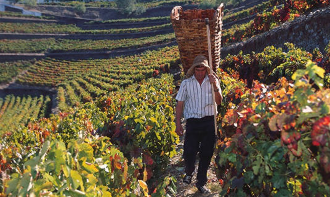 The Soul of Portugal: Dão @ Vine St. Friday, August 15th