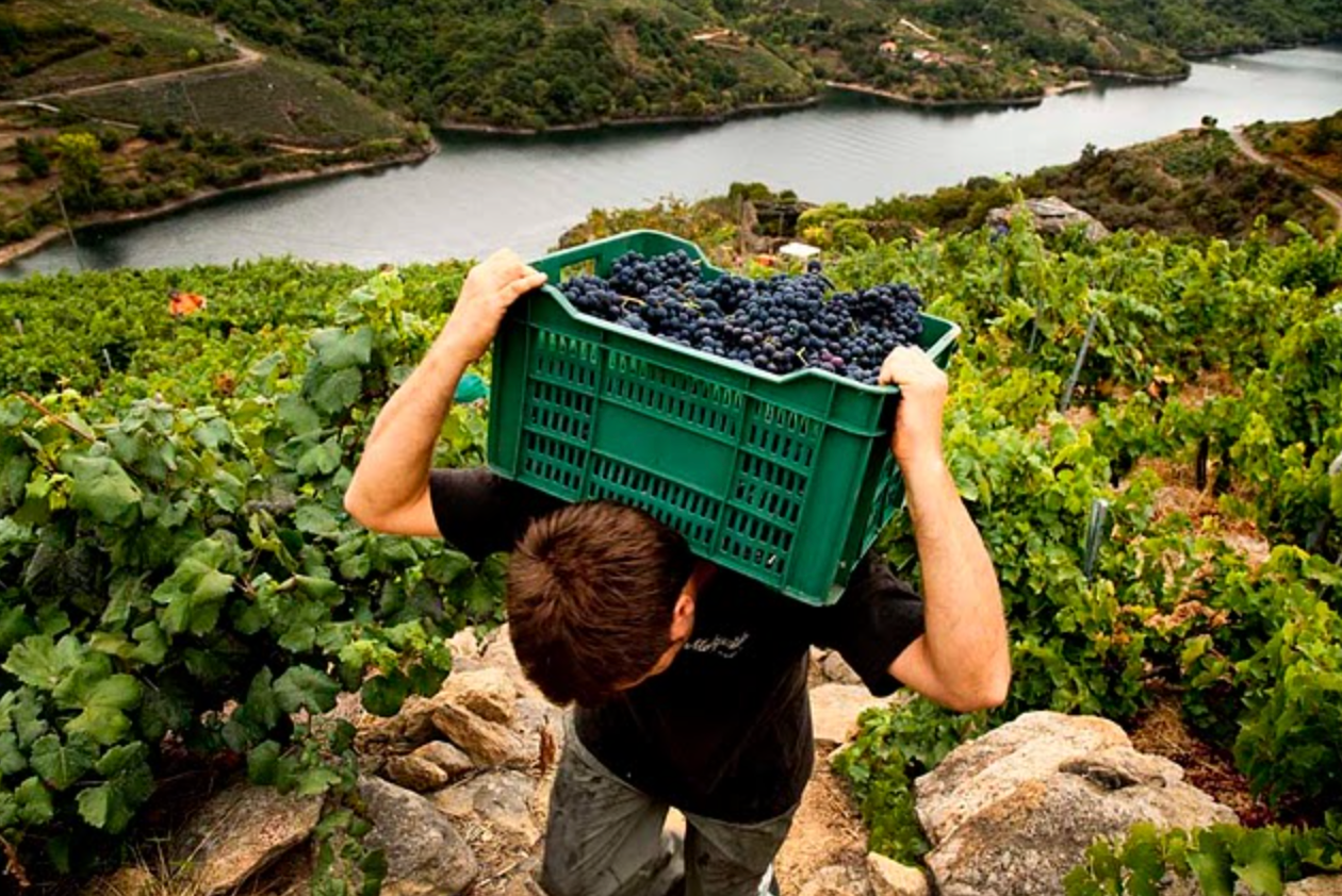 Spanish Sips with Farm Wine Imports @ Vine St. Friday, August 22nd