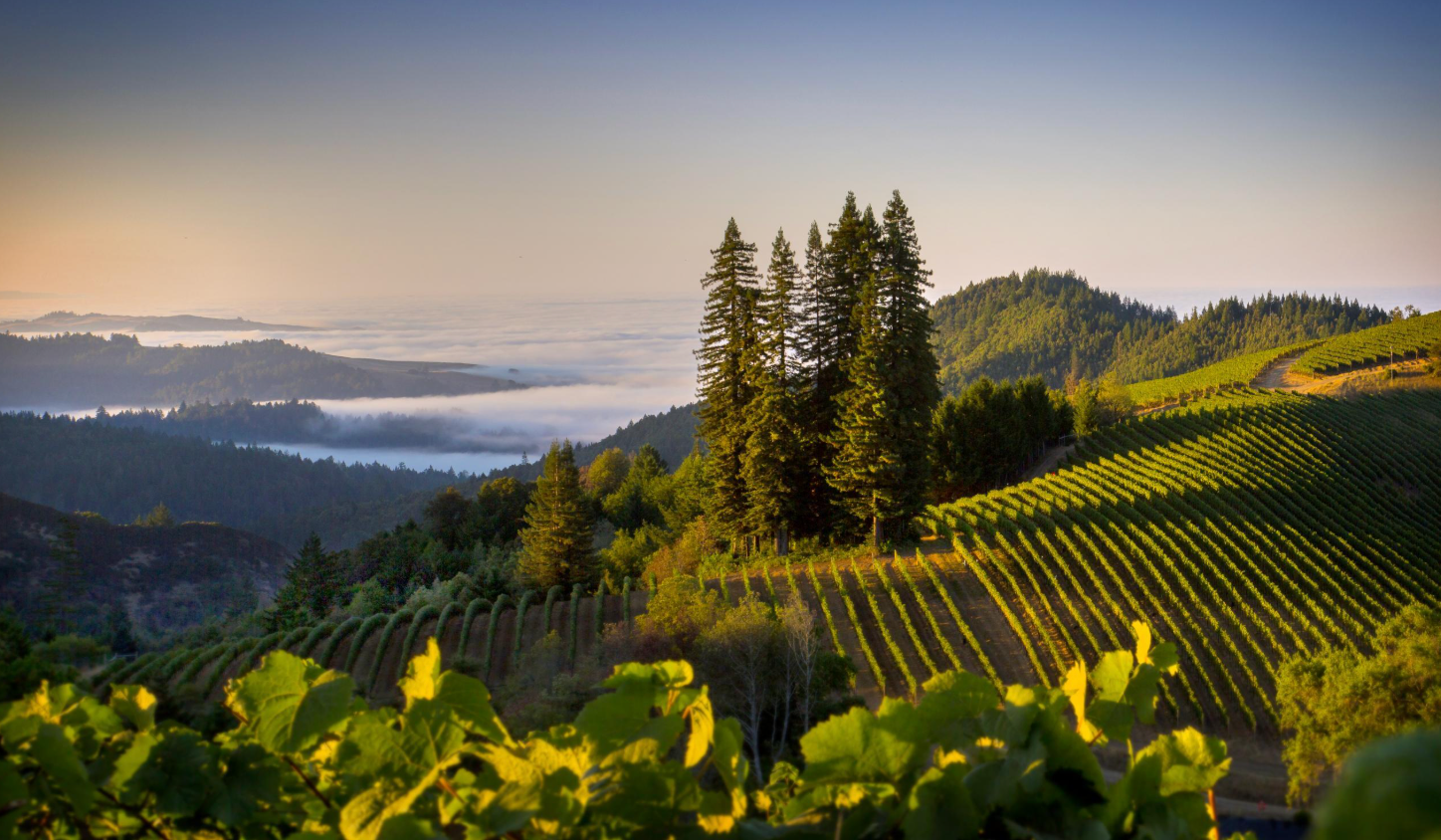 California Alpine Wines @ College Ave. Thursday, November 6th