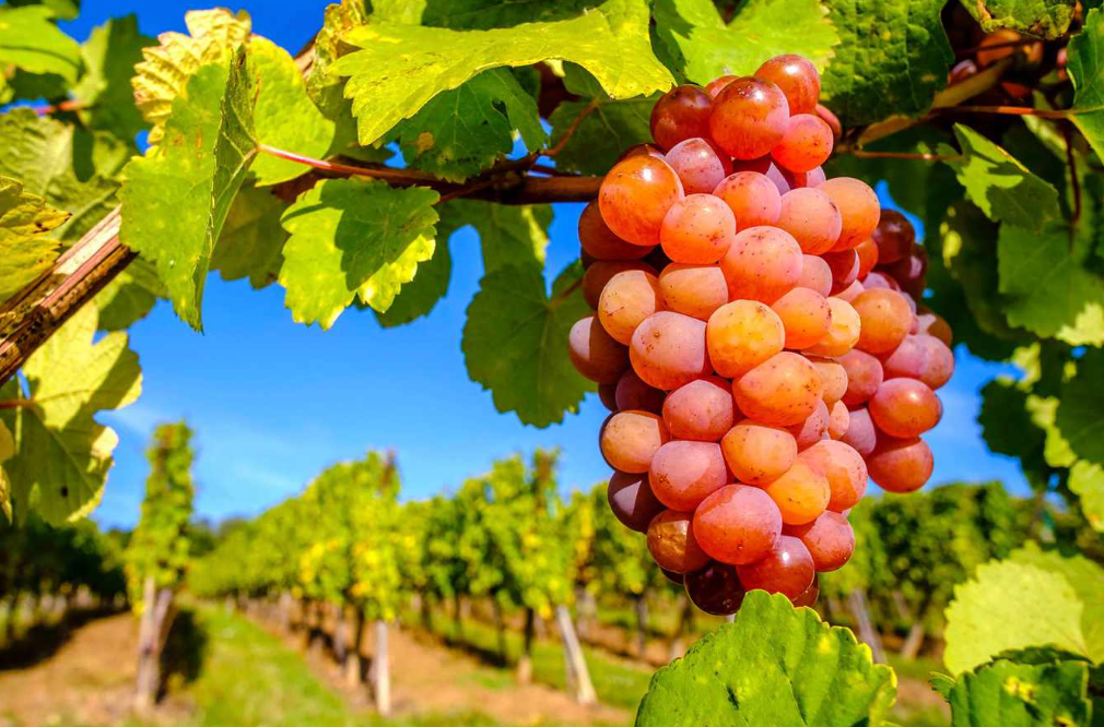 Surprising Grapes from Surprising Places @ College Ave. Thursday, November 13th