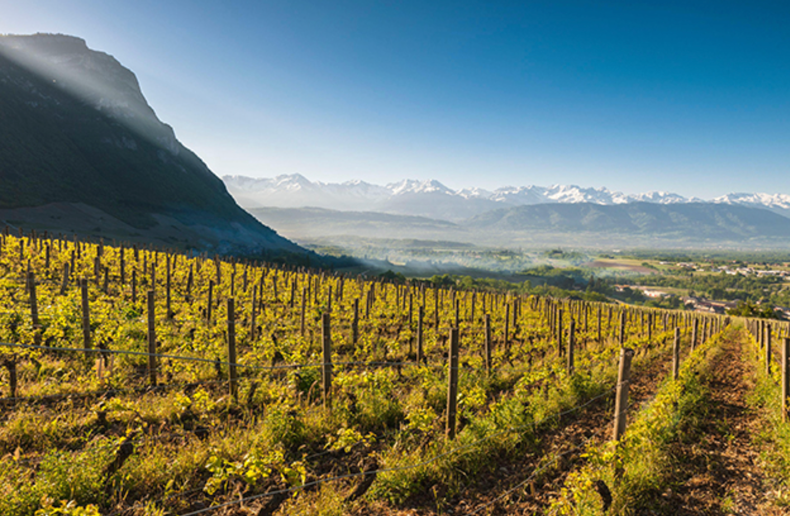 Wines of Savoie @ Vine St. Friday, February 27th