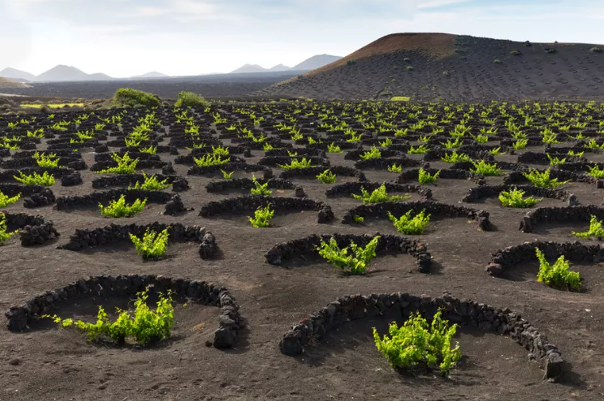 Volcanoes in a Glass: Canary Island Wines @ College Ave. Thursday, March 12th