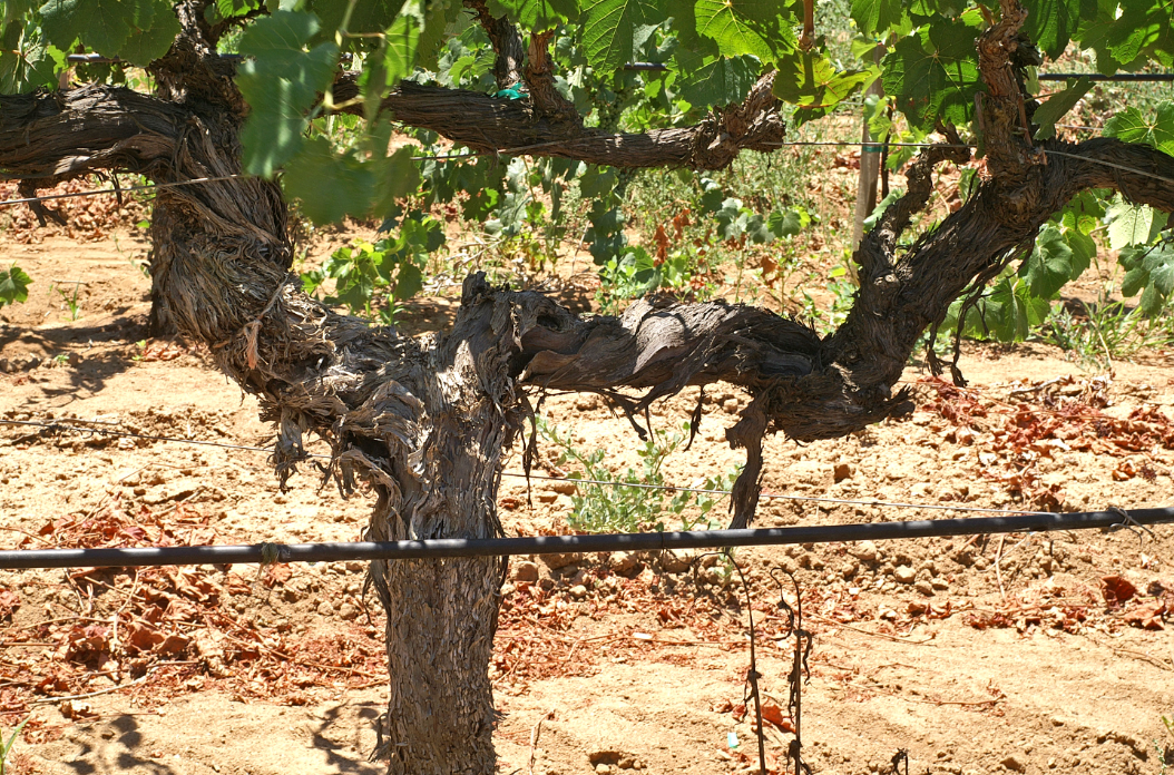 Nebbiolo from Piedmont to Mexico @ College Ave. Thursday, October 1st