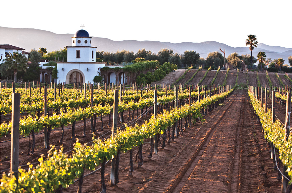 Mexican Wines w/ Nick Dazzi of Alluvial (+ Mexico vs. South Korea) @ Solano Cellars, Thursday June 18th