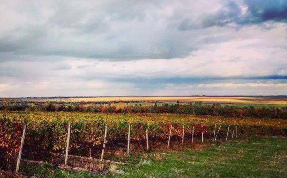 Austria with Danch & Granger @ Solano Cellars Friday, August 14th