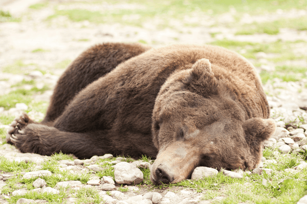 The Bear at Rest - Vintage Berkeley 