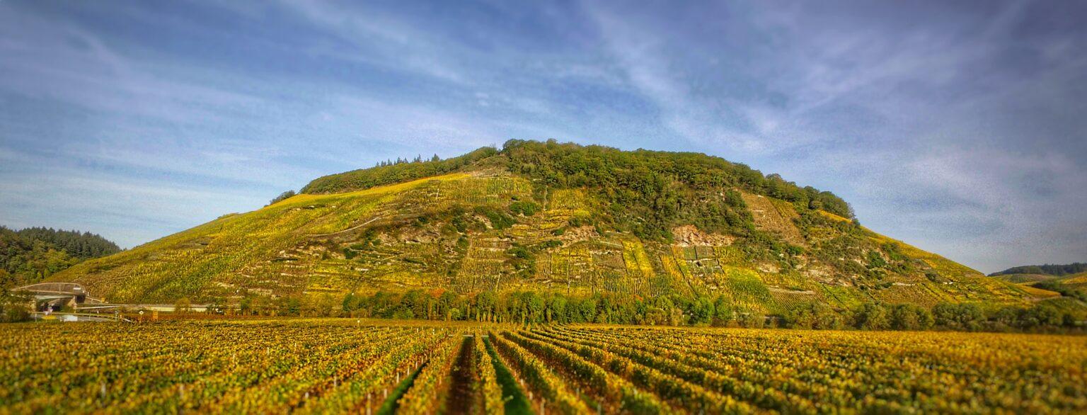 Wines of Hermann Ludes @ Vine November 17th - Vintage Berkeley 