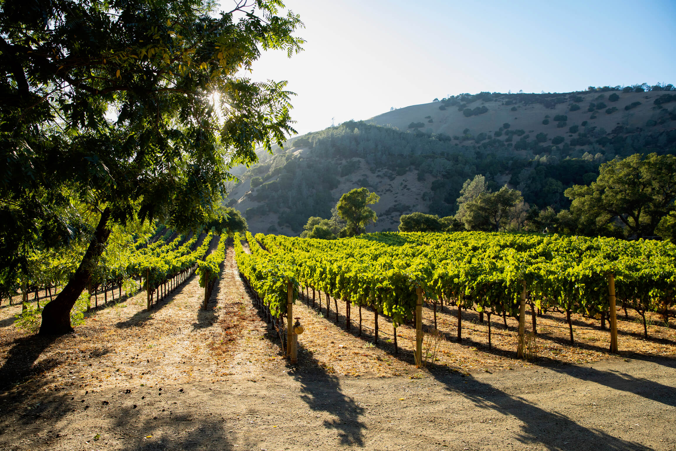Green & Red Winemaker Tasting w/ Aaron Whitlatch @ College Ave. Thursday, March 6th