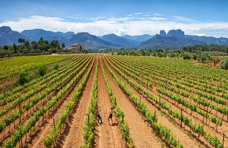 New Wave Spanish Wines @ Elmwood October 19