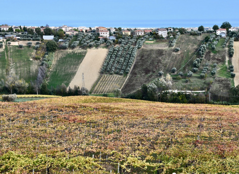 De Sterlich Abruzzese Wine Tasting @ College Ave November 9th