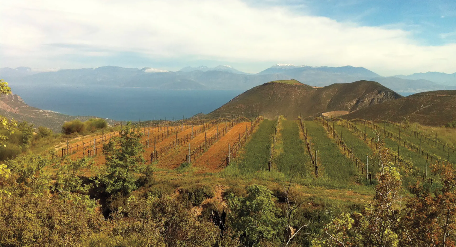 Wines of Greece @ Vine St. Friday, October 24th