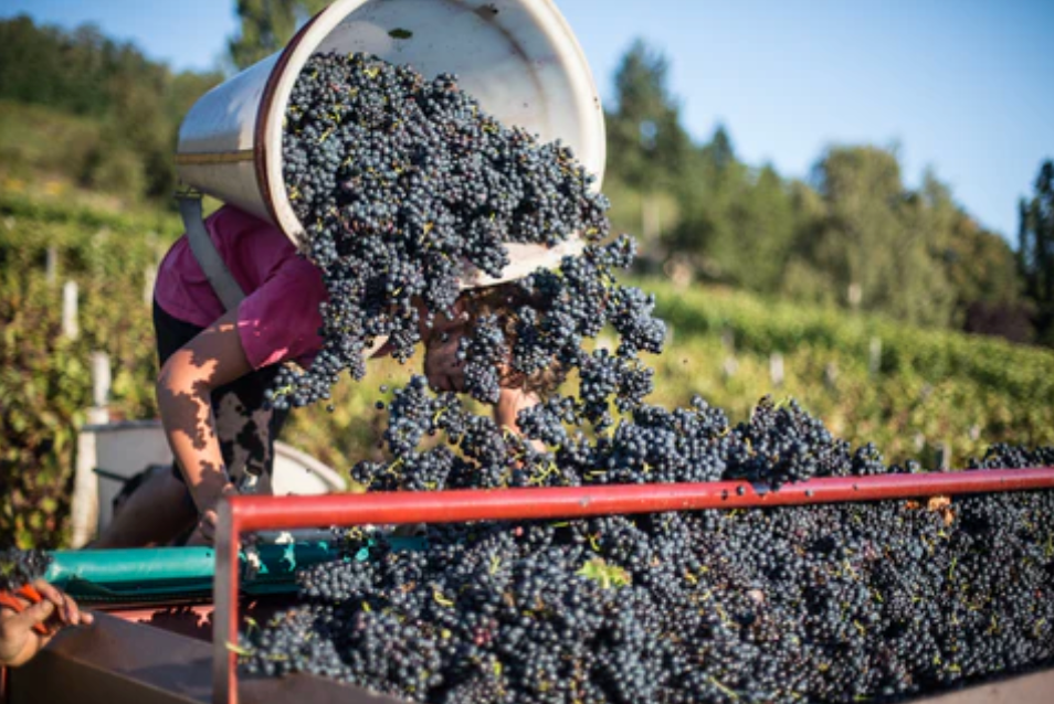 Wines of Burgundy: Coteaux des Margots w/ winemaker Jean-Luc Duroussay @ Vine St. Friday, April 10th
