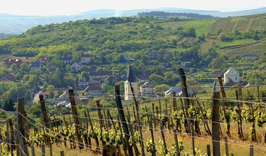 Wines of Hungary with Danch & Granger @ College Ave. Thursday, August 13th