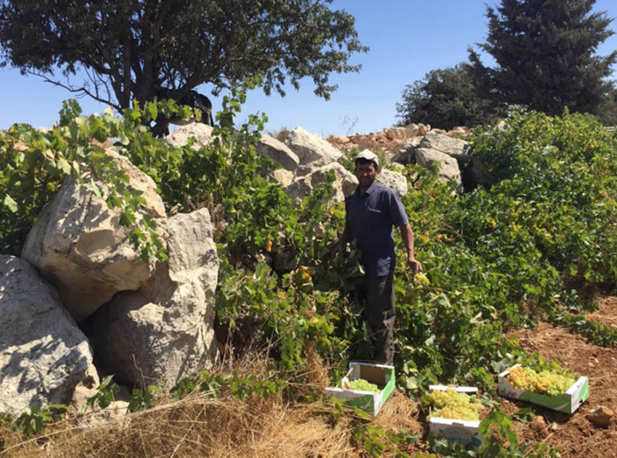 Lara Aburamadan Art Opening Reception & Wines of Palestine Tasting @ Vine St. Friday, October 2nd