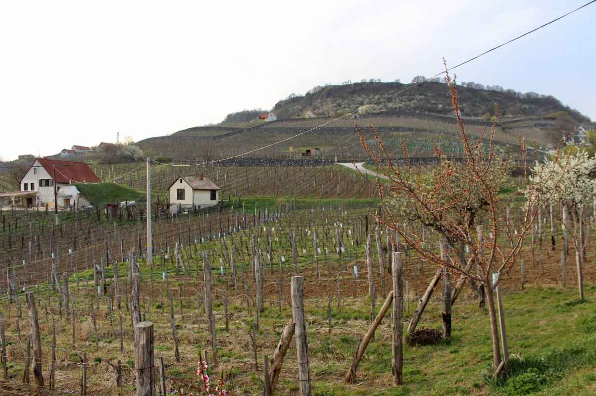 Wines of Hungary @ College Ave. Thursday, October 22nd