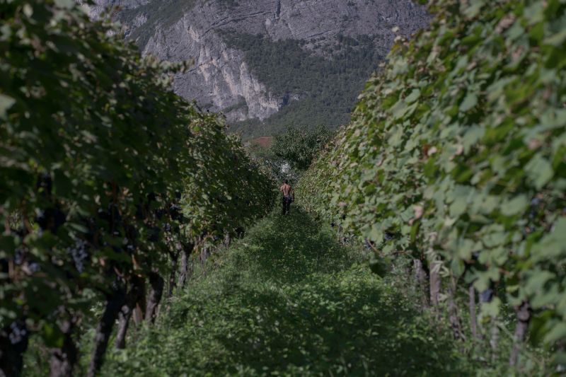 Foradori Tasting @ Vine September 29